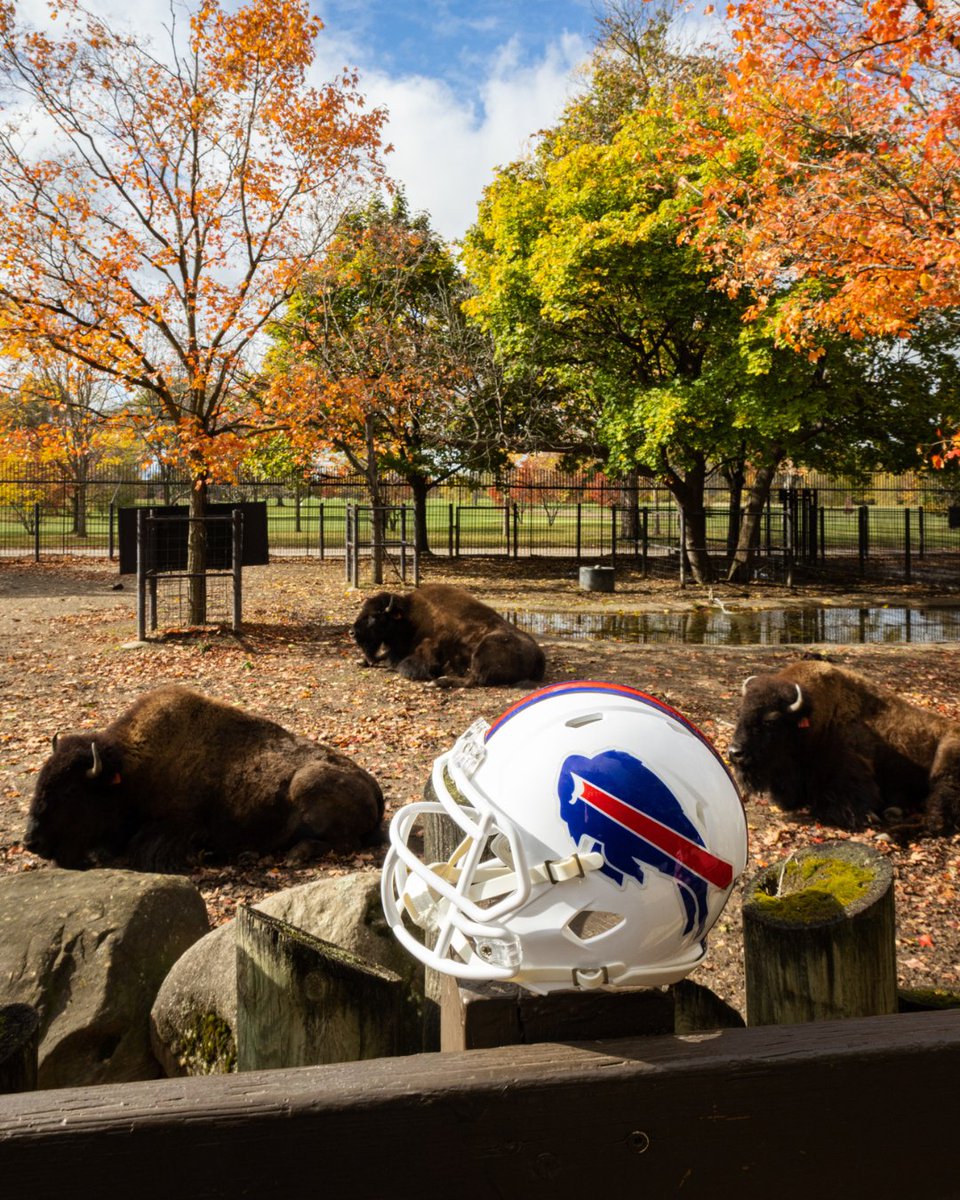 Buffalo Zoo (@buffalozoo) on Twitter photo Our herd is ready for gameday! GO BILLS!!! 🦬 🏈
#BillsMafia | <a href="/BuffaloBills/">Buffalo Bills</a> Our herd is ready for gameday! GO BILLS!!! 🦬 🏈
#BillsMafia | <a href="/BuffaloBills/">Buffalo Bills</a>