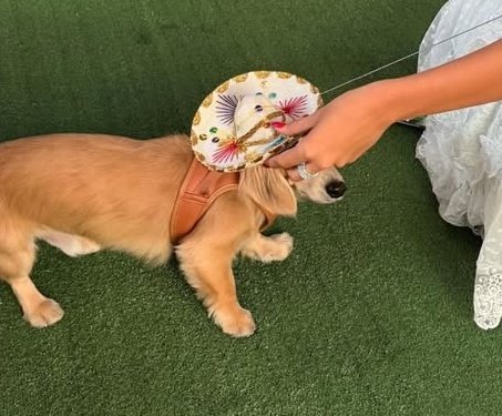 goldenwrld_'s tweet photo. Un día cowboy, un dia mariachi https://t.co/b3VFGGDCja