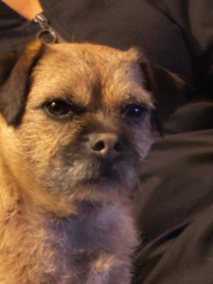 Basil the BT CBE tweet media