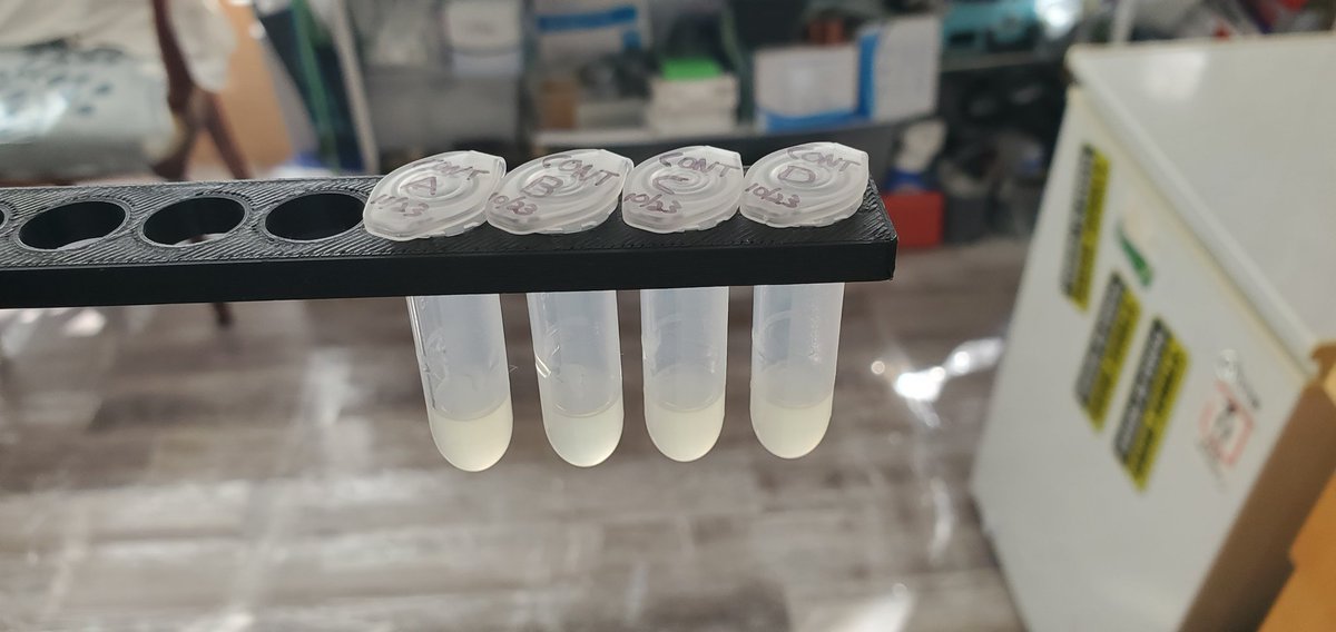 Okay time to dig in my freezer and find my 16s primers. Gonna send amplicons out to <a href="/plasmidsaurus/">plasmidsaurus</a> to see if the colonies that grew on LB are our E. flagellatus tritonivores or some other critter. Grew nicely overnight in LB broth (miller mod).