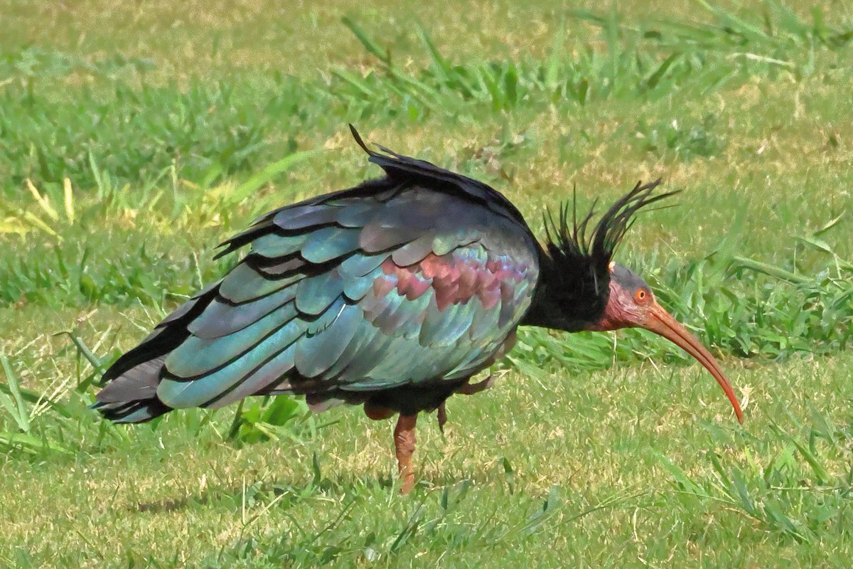 Curiosa l'adaptació evolutiva de les plomes del cap de l'Ibis Ermità
Alimentària? Visual? Ambiental?

#ibisermità #ibiseremita #geronticuseremita #northernbaldibis