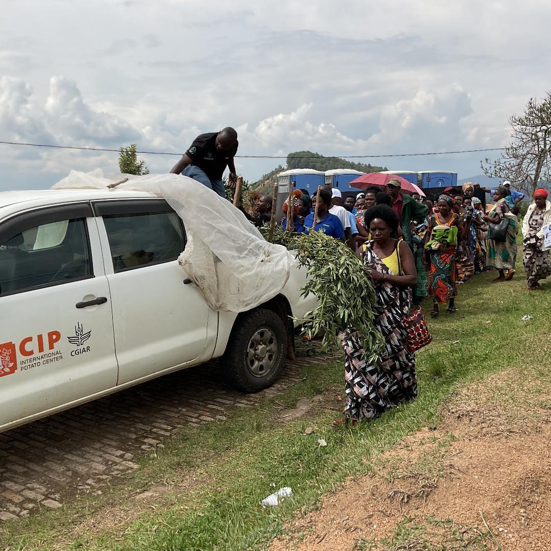 CipotatoRW's tweet image. Today, @Cipotato joined @FAORwanda , @RwandaAgri, and partners @Taat_Africa in #Nyamagabe and disseminated #OFSP vines to celebrate #WorldFoodDay under the theme “Hand in Hand for better food and a better future.”