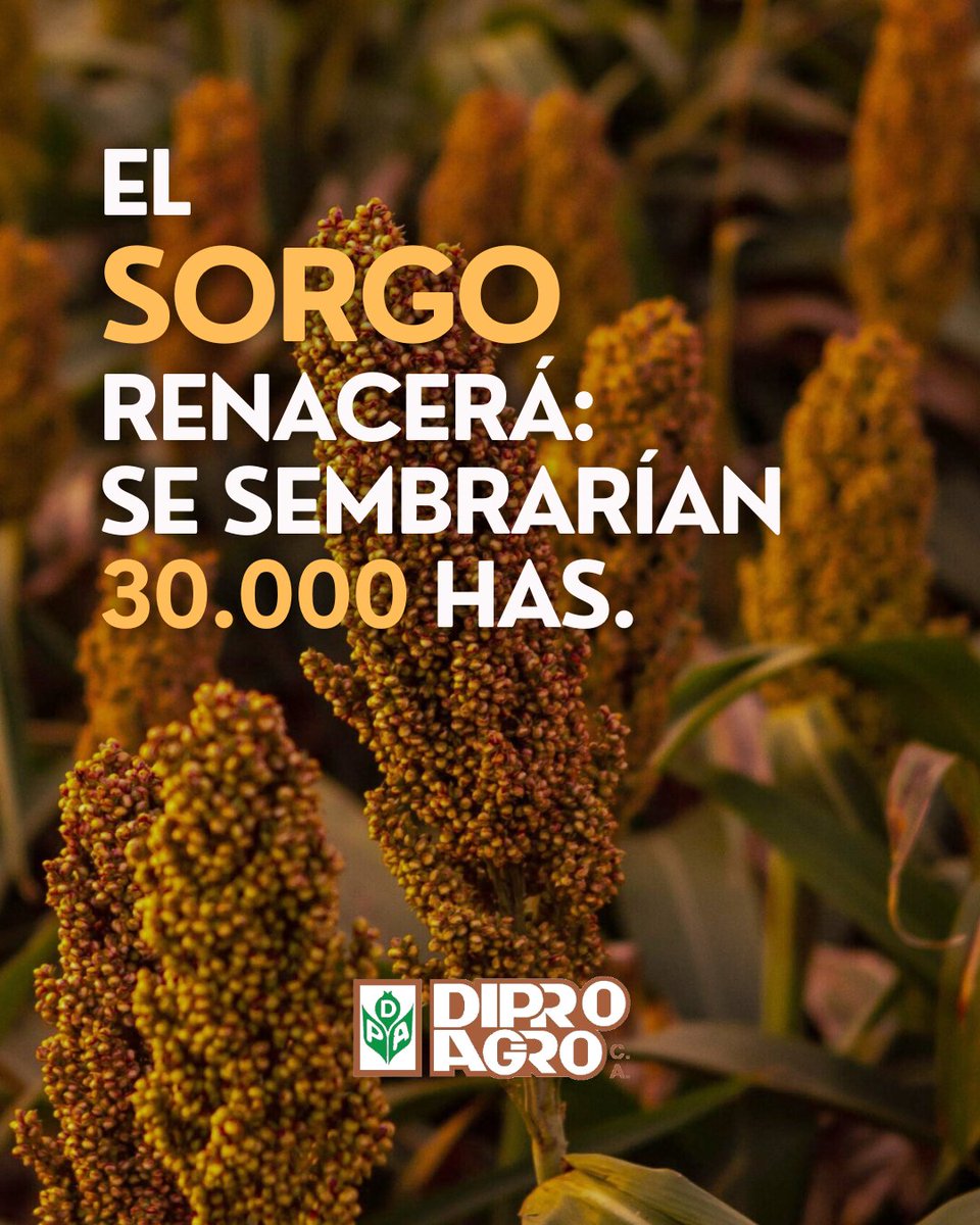 diproagroca's tweet photo. 🌱 Las nuevas tecnologías en #Sorgo de @advantasemillas , que le confieren al cultivo toleranci a Pulgón Amarillo y resistencia a herbicidas de la familia de las Imidazolinonas, serían el motivo que suscitaría un renacer del cultivo, que supo alcanzar 300.000 hectáreas en el país https://t.co/uEGWdQvIHP