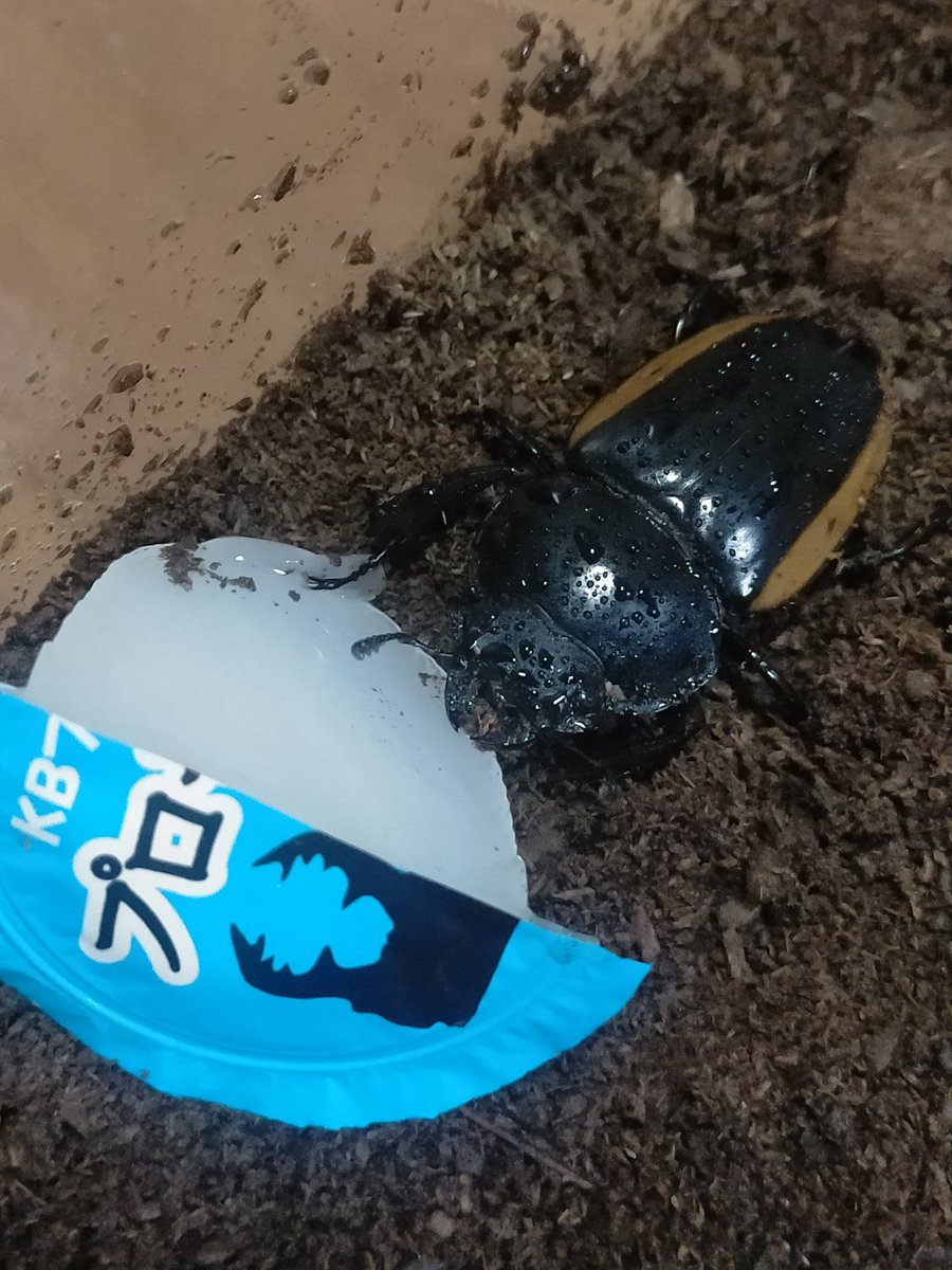 稀少】2009年「北海道ラベンダー」・2005年「北海道オコジョ」根付