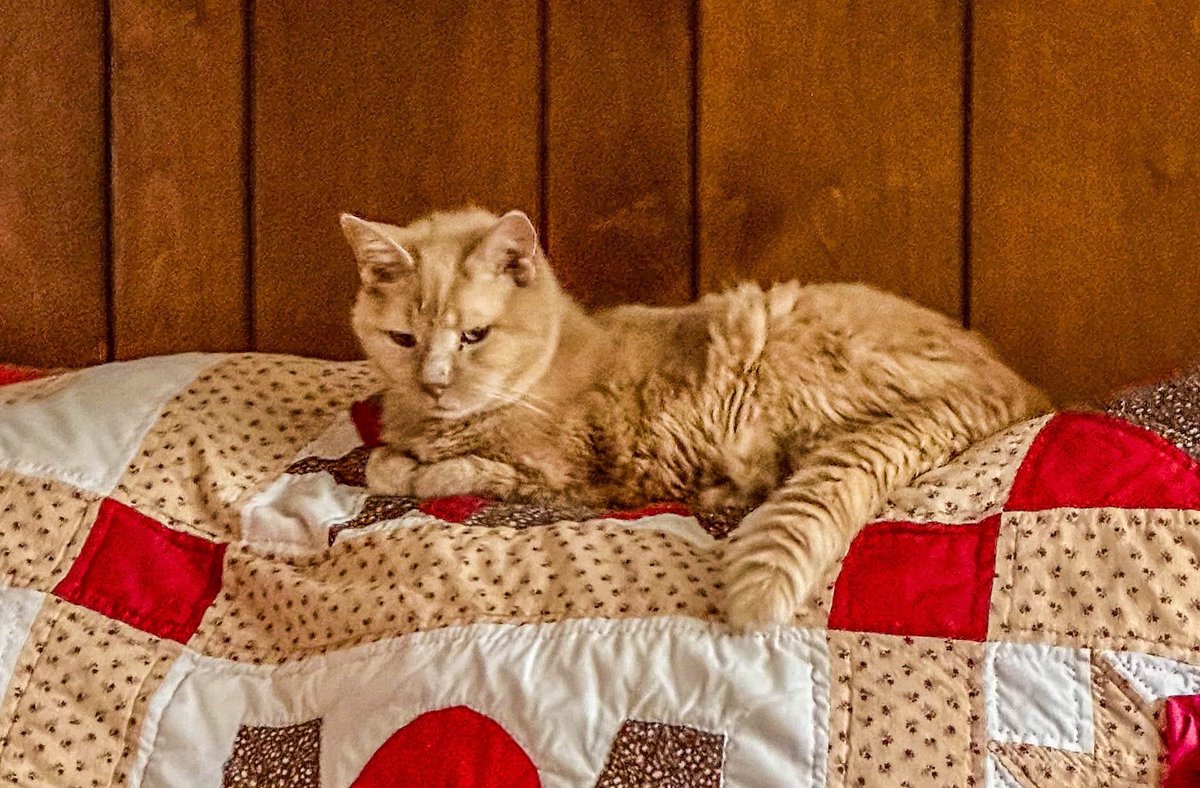 kiltman223's tweet photo. With age comes wisdom, but also loss. You start to watch loved ones, friends, and pets grow weak or fade away. It’s the rhythm of life—but some days, the weight of it all is exhausting. Thank you Magnus for being a wonderful friend and loving cat. #restinpeace https://t.co/35iw4moOPE