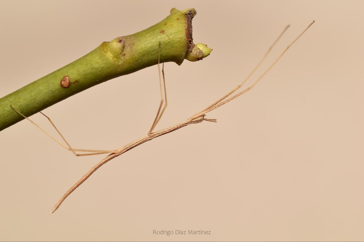 Rodrigo Díaz tweet media