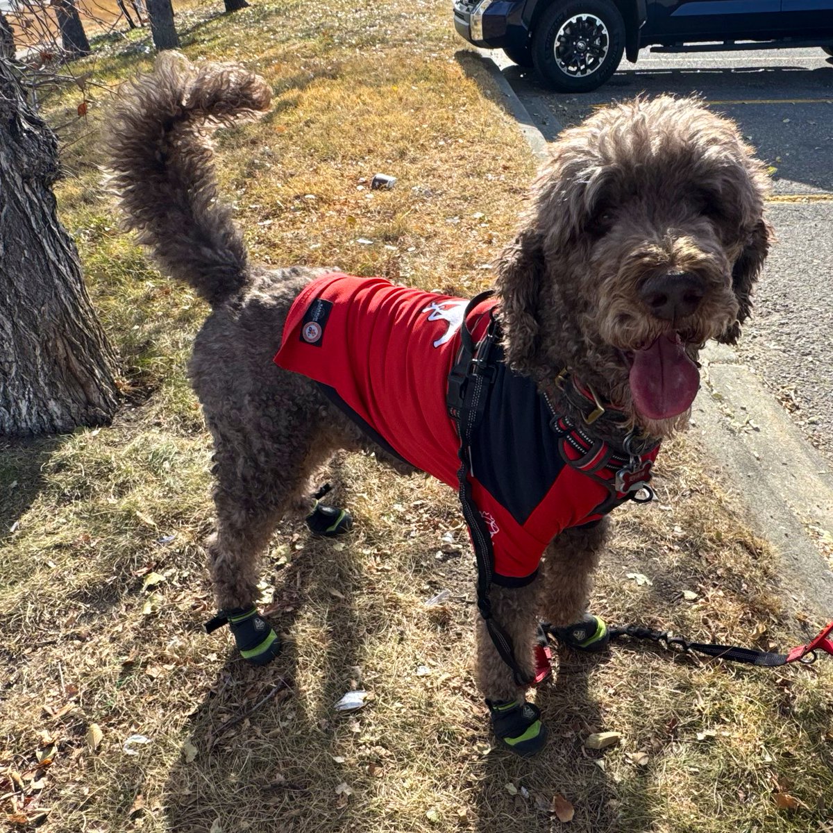 Checking in on my X friends. I’m here enjoying the sun in YYC. All our teams are playing in the city PLUS the <a href="/BlueJays/">Toronto Blue Jays</a> going for the World Series tonight. What’s a sports pup supposed to do?? Hi from dads anger hahahaha #spoo #spooinboots