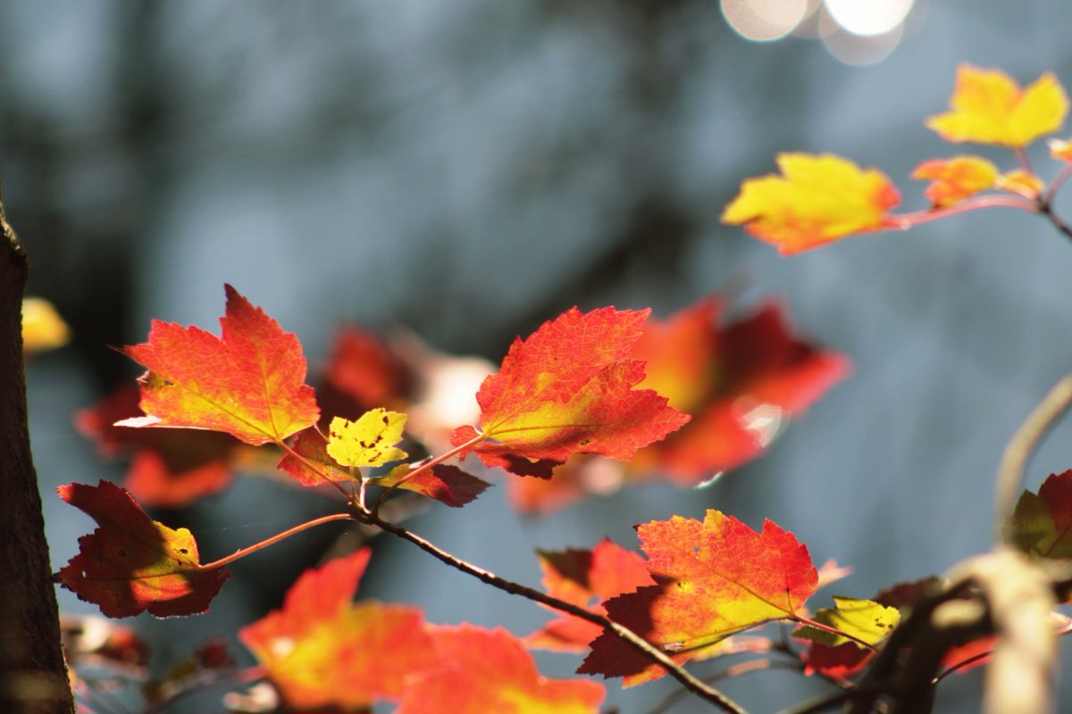 If we were toxic
Then let me burn
  above the water
So I won't be able
  to extinguish
The chaotic memories
  that engulfed our passions...

#poetry #writing #poem 
#NaturePhotography #NJ 
#WritingCommunity