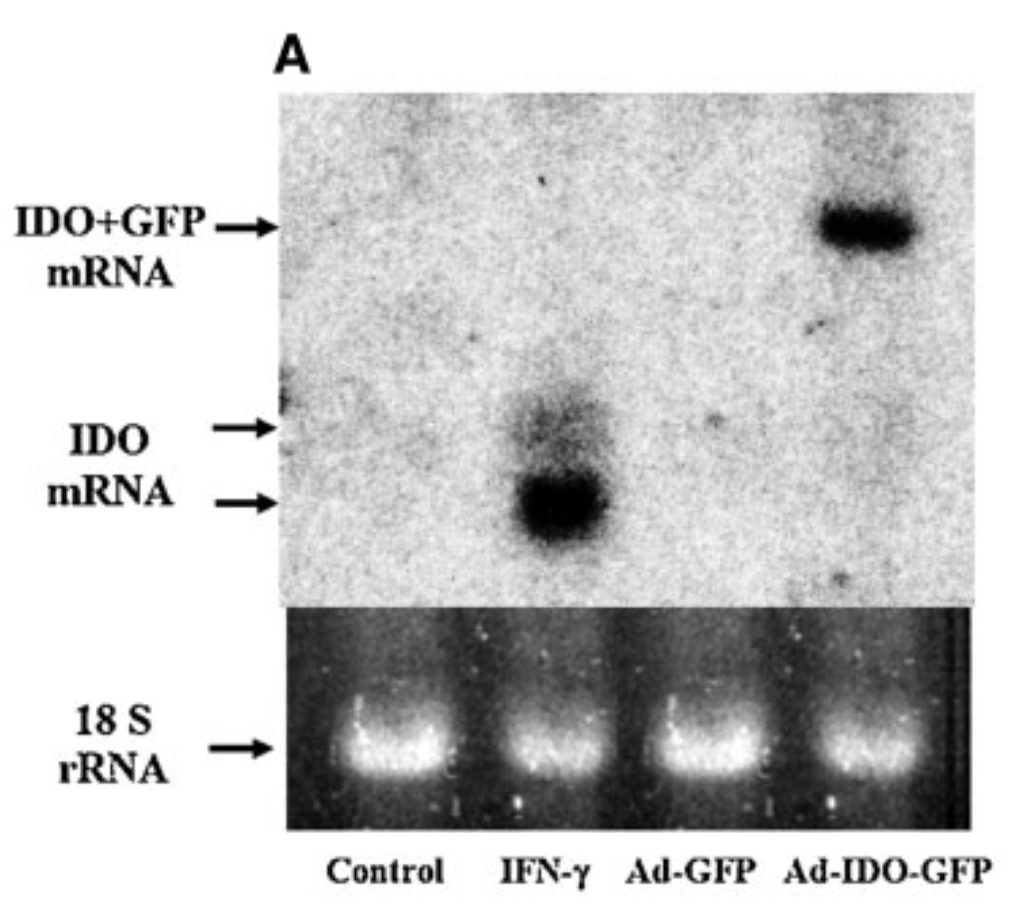MicrobiomDigest's tweet image. I posted concerns about papers from this researcher in 2019 onto PubPeer. 
Here is a new one. Can you spot at least two problems?

#ImageForensics