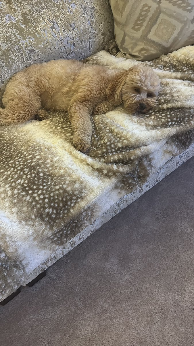 maureen rose tweet media