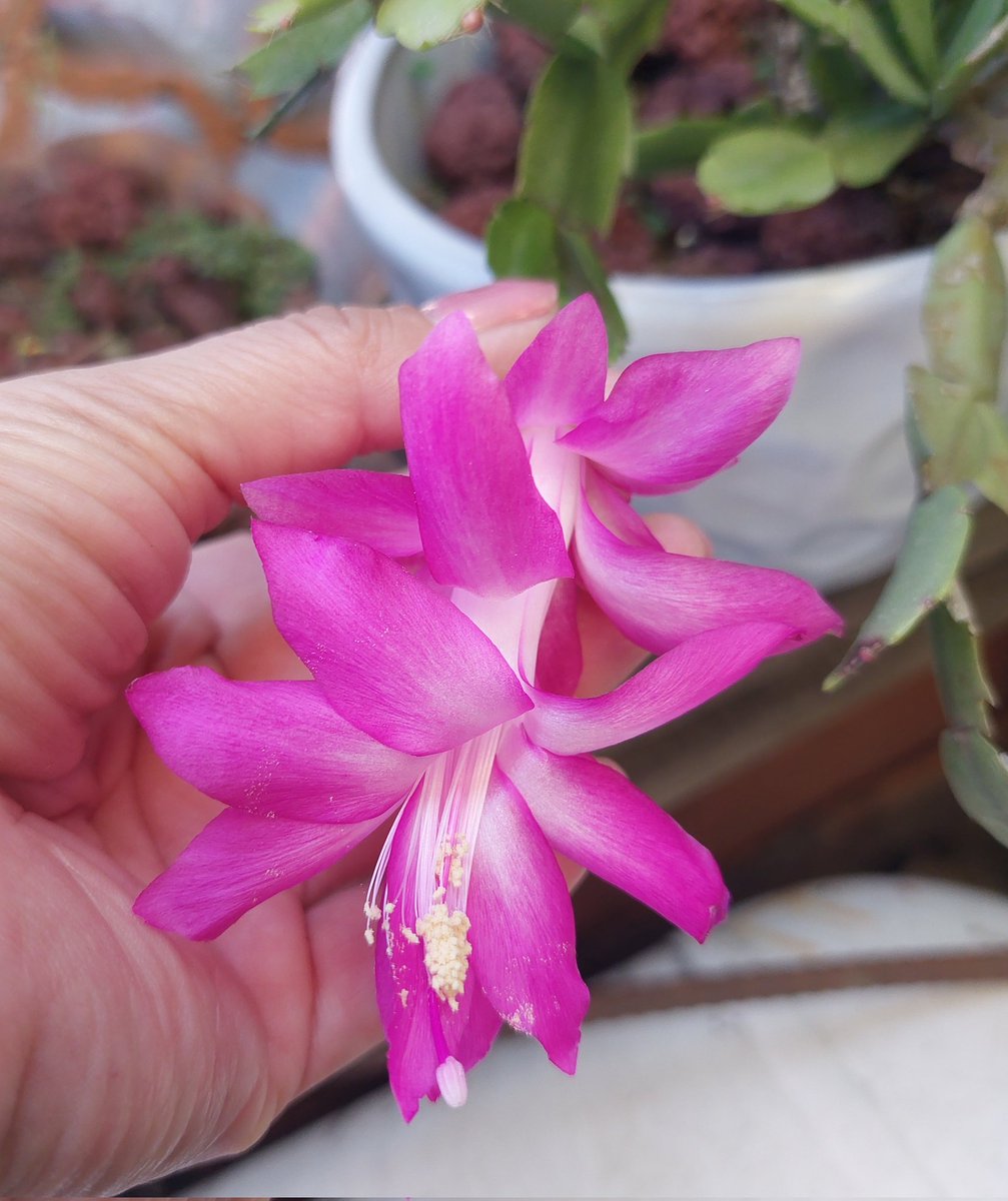 Les comparto esta bella flor de mi cactus de Navidad, con que nombre la conocen? 
#ViernesDeFlores
#FelizViernesATodos 
#FelizViernes