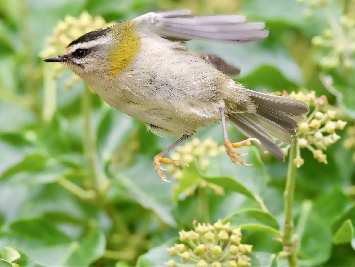 HERDOFHERDHALL's tweet photo. Reasonable numbers of Firecrests on St Agnes this October. #twistedfirestarter https://t.co/oSPtDq2mDi