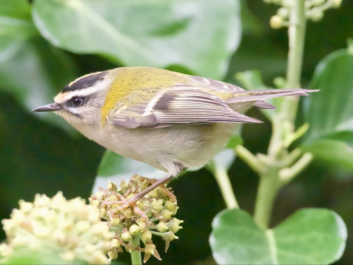 HERDOFHERDHALL's tweet photo. Reasonable numbers of Firecrests on St Agnes this October. #twistedfirestarter https://t.co/oSPtDq2mDi