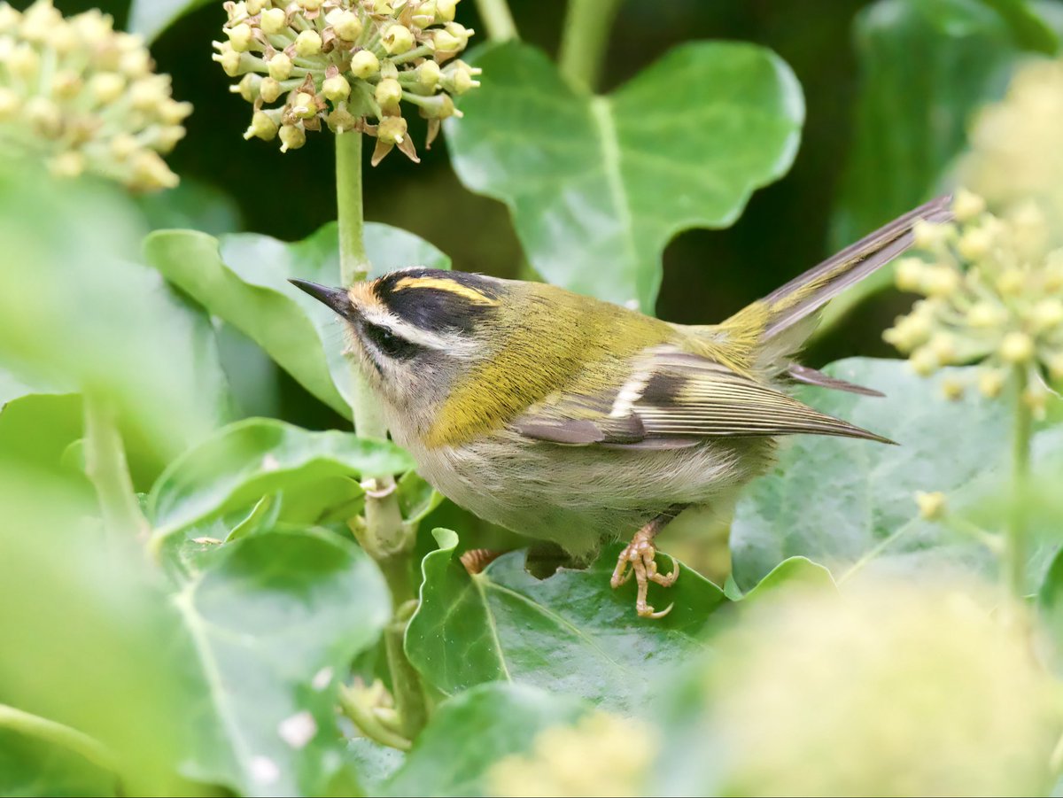 HERDOFHERDHALL's tweet photo. Reasonable numbers of Firecrests on St Agnes this October. #twistedfirestarter https://t.co/oSPtDq2mDi