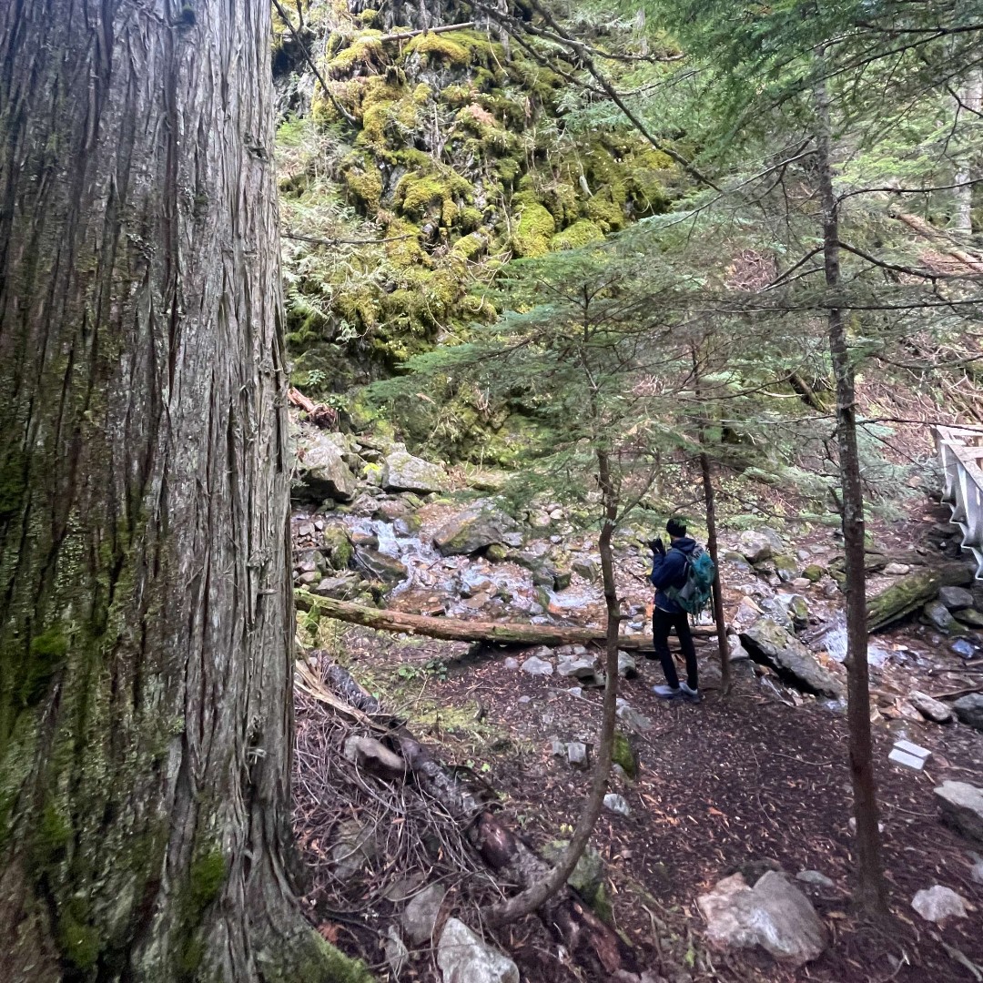 This week, Forest Canada's Amber Brant headed to Prince George, BC, to participate in the UNBC Wildlife Workshop. She spent time touring the inland rainforest Chin T’oh Whudujut Provincial Park, and presented an update on our post-wildfire forest recovery study. The workshops