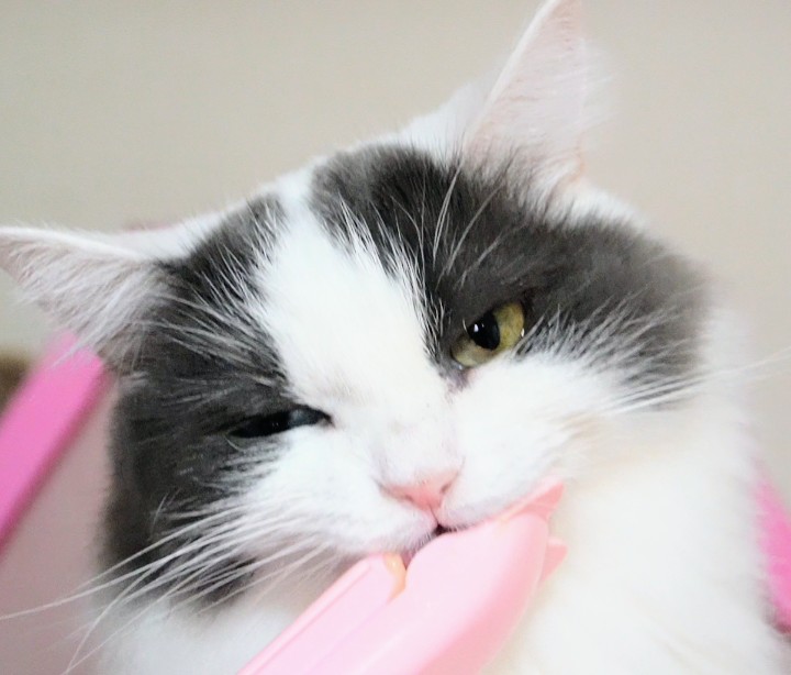 (｡･ω･｡)ｵﾊﾖｳｺﾞｻｲﾏｽ🥱⏰

土曜日にゃん🐱
お仕事の方も お休みの方も
素敵な一日になりますように🤗
✿.•¨•.¸¸.•¨•.¸¸❀✿❀.•¨•.¸¸.•¨•.✿
