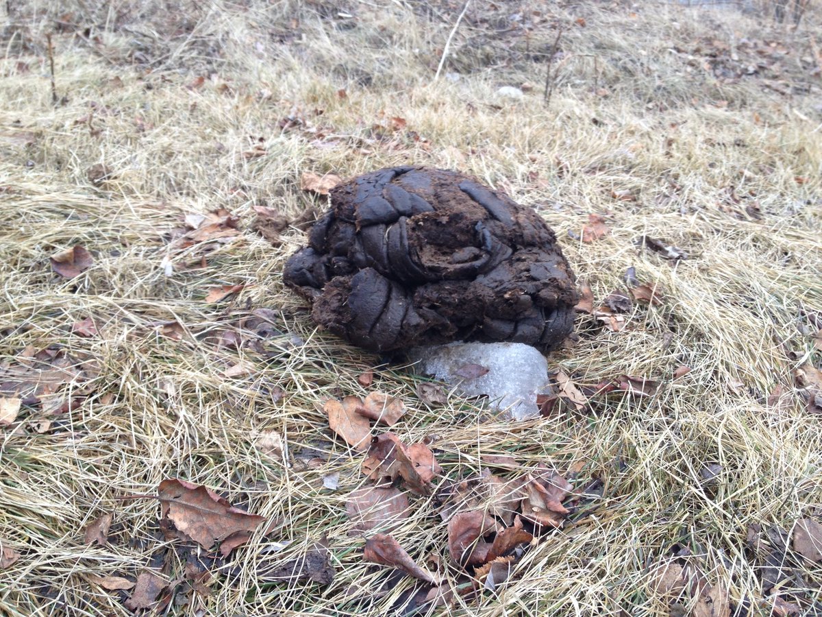 endearing ? spewing untruth is endearing ? bullshitting throughout your life