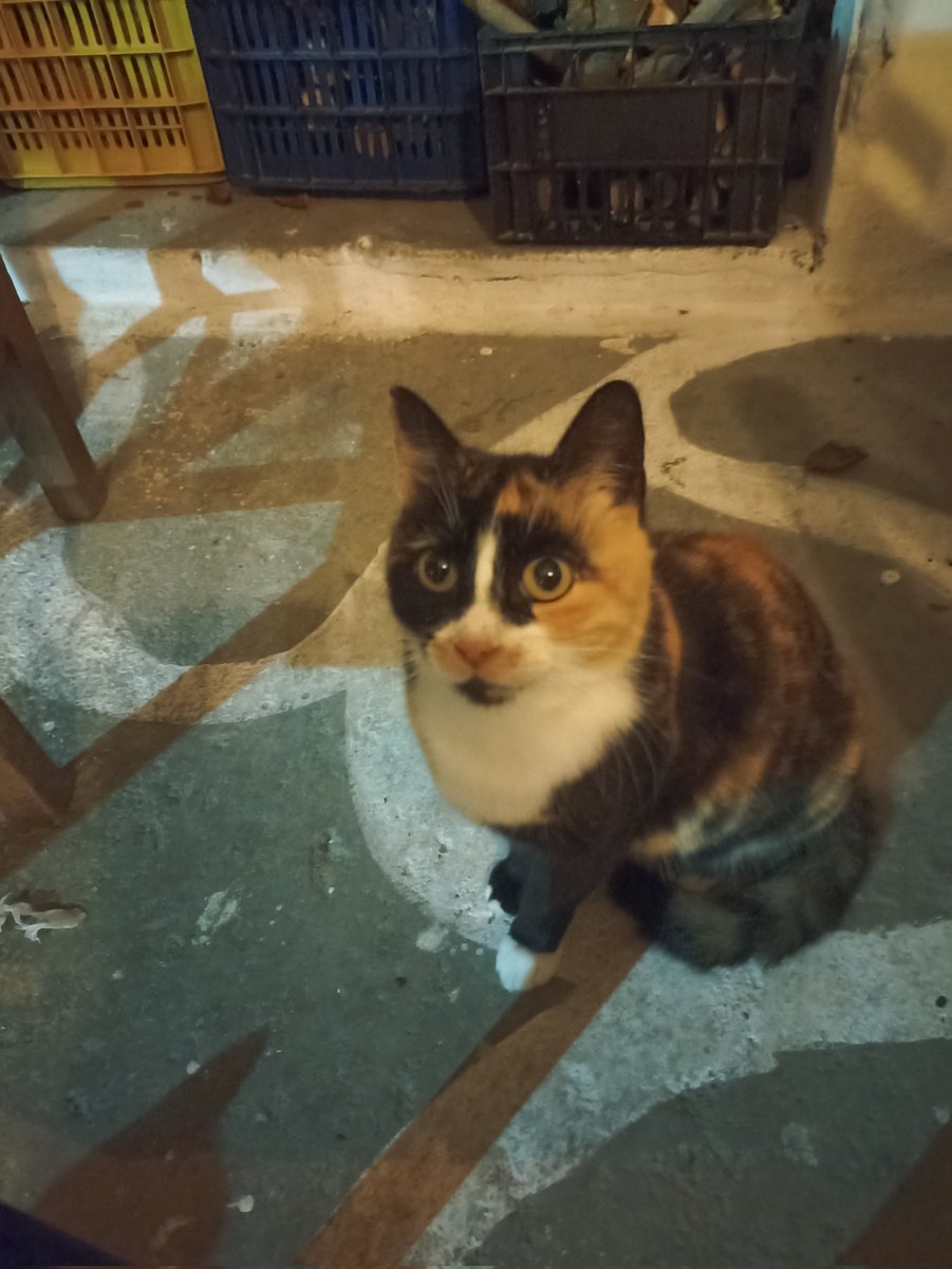 Σας έχω πει ότι αγαπάω όλα τα γατιά αλλά αυτό το στρογγυλοφάναρο λίιγο περισσότερο