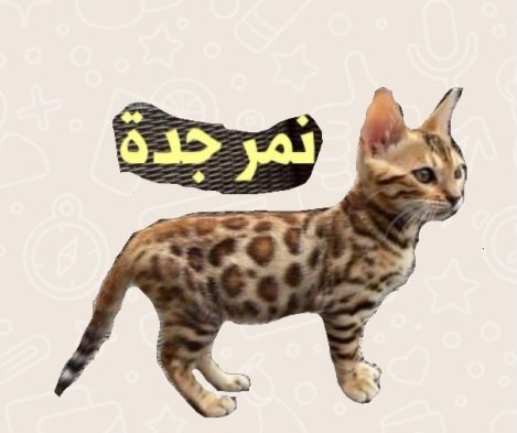 #الاتحاد_الهلال