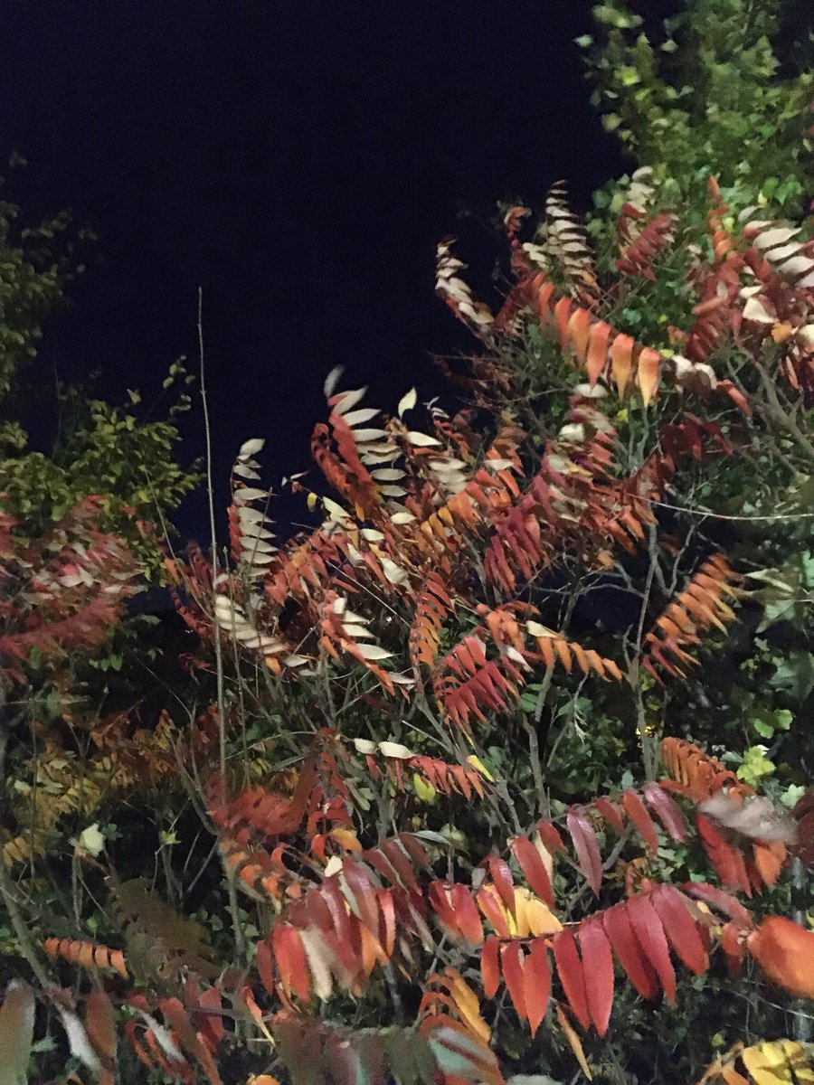 favilla_l's tweet image. Ja. Eher leise und ruhig. 

Wie so ein zarter Wind in der Dunkelheit beim Spazieren.❤️

#Verbindung 
#Entspannung
#Nachdenkliches