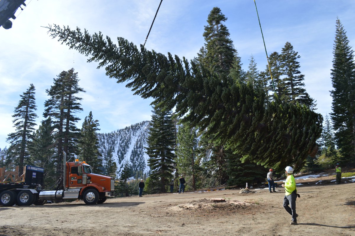 MarkAmodeiNV2's tweet image. As many of you all know, the 2025 U.S. Capitol Christmas Tree is coming from our very own Humboldt-Toiyabe National Forest, right out of the Carson Ranger District.

This morning’s harvest marks the start of its journey to Washington, D.C. – proud moment for Nevada!