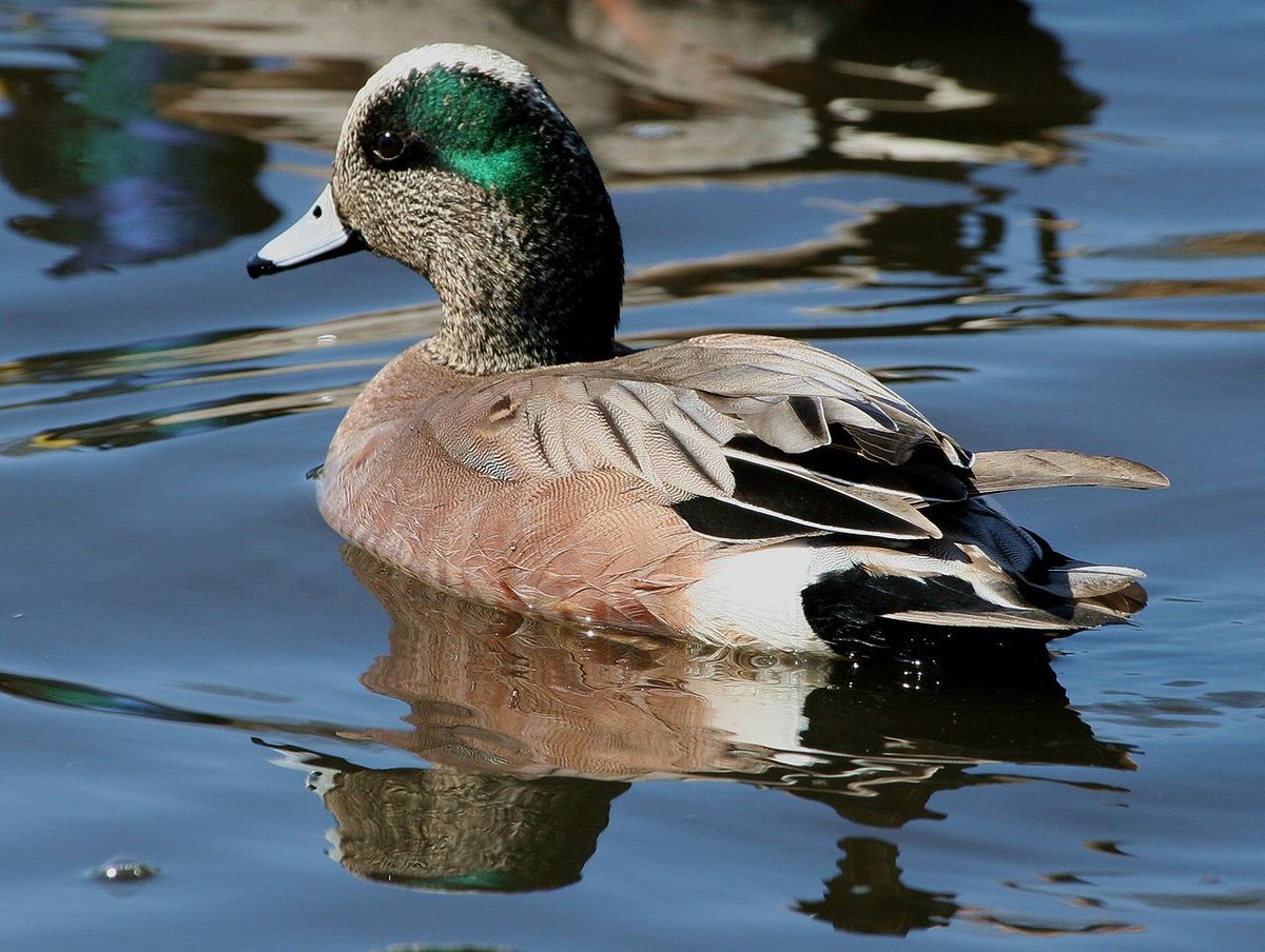 Jared Leys (@jaredleys) on Twitter photo Duck of the day! This is an American wigeon. Photo by Donna Dewhurst. Duck of the day! This is an American wigeon. Photo by Donna Dewhurst.