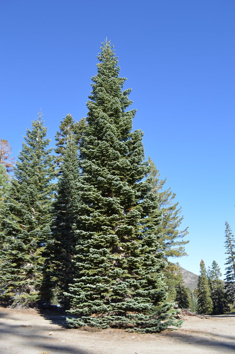 MarkAmodeiNV2's tweet image. As many of you all know, the 2025 U.S. Capitol Christmas Tree is coming from our very own Humboldt-Toiyabe National Forest, right out of the Carson Ranger District.

This morning’s harvest marks the start of its journey to Washington, D.C. – proud moment for Nevada!
