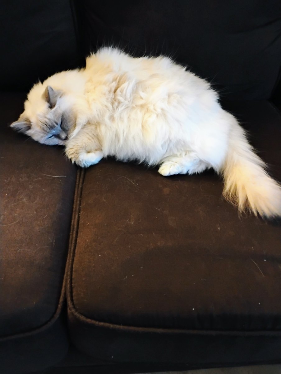 Jingley5's tweet photo. Having some couch chillin' time 🐈😺 https://t.co/e0dPQ4RNoo