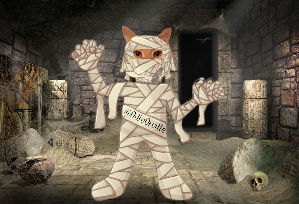 Happy Friday friends! 😺👋 

Anyone else want their mummy today? 😹🎃👻