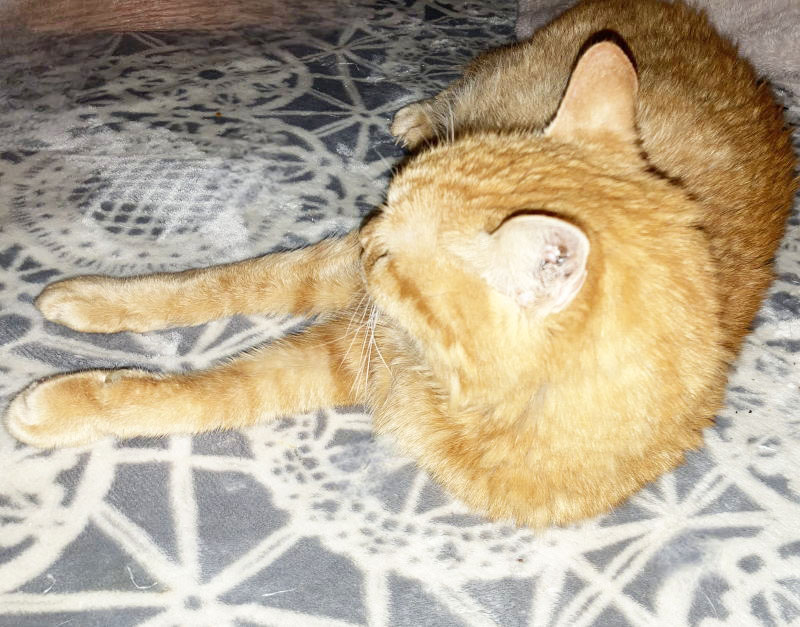 ハッピーにゃんにゃん on X