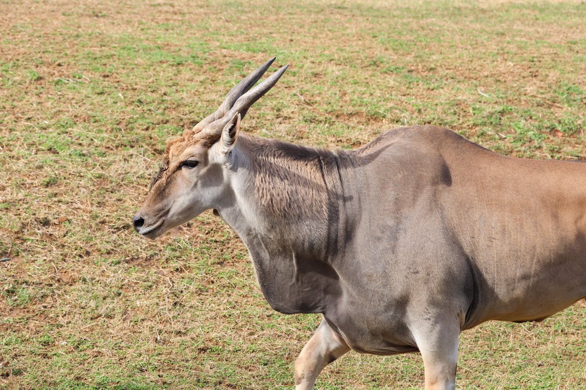 nashzoovet's tweet image. #VeterinaryTerminology

Dewlap - a fleshy flap of skin located below the throat. Different animals have dewlaps for different reasons, from heat regulation to courtship display.

(📷"Loki" the Eland)