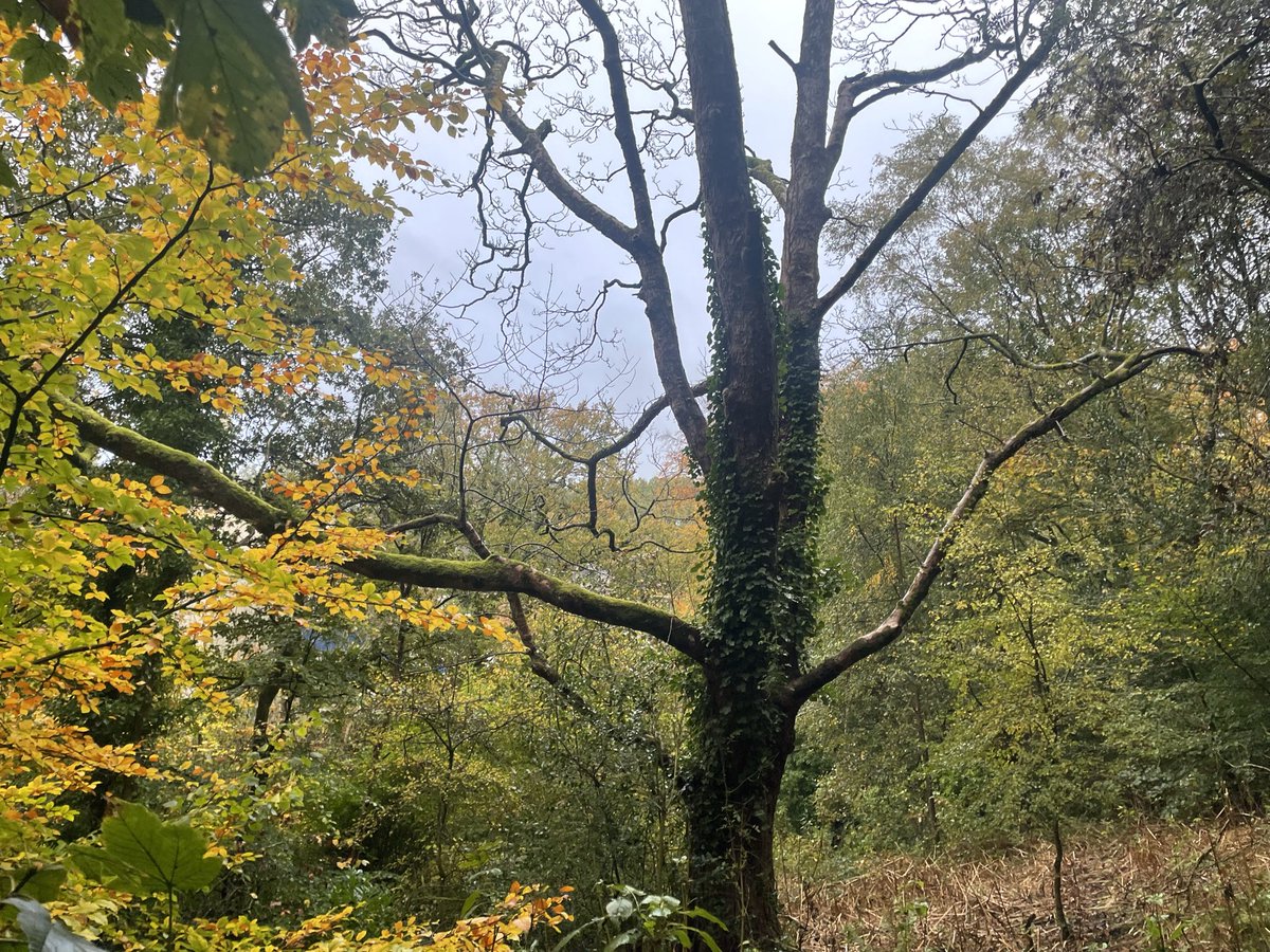 UKbigcat's tweet image. today I walked twenty seven miles in my chainmail