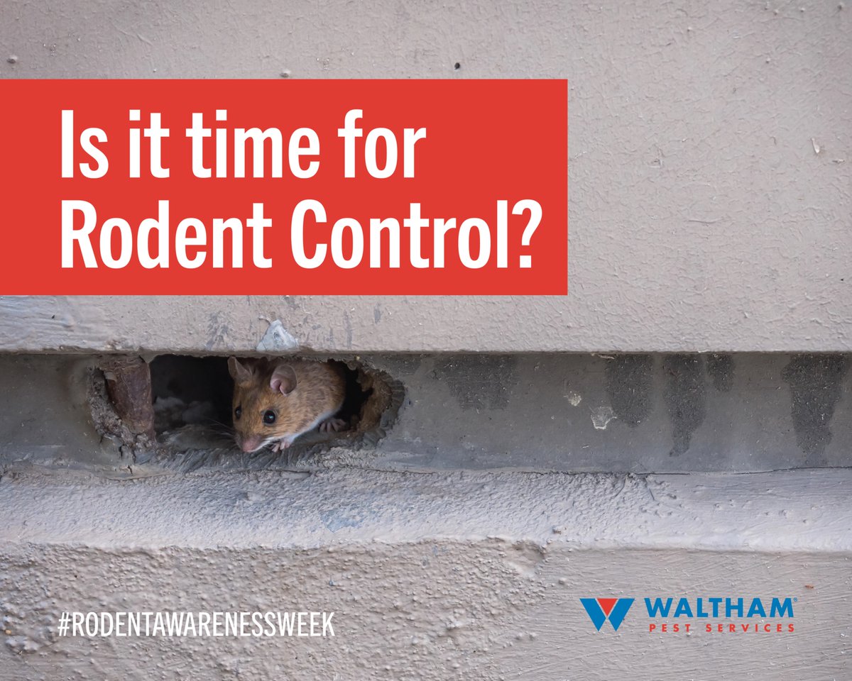 walthamservices's tweet image. #RodentAwarenessWeek🐀: Still not sure if you have a rodent issue on your hands? Learn the 5 signs it&apos;s time for a commercial #rodent control plan: bit.ly/4gk6Yvl