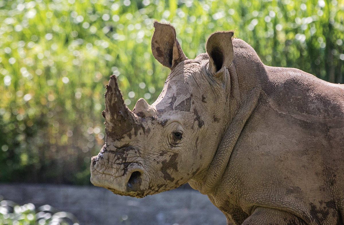 nashzoovet's tweet image. #VeterinaryTerminology

Keratin - a fibrous structural protein that plays a crucial role in forming hair, hooves, horns, and various other biological structures.