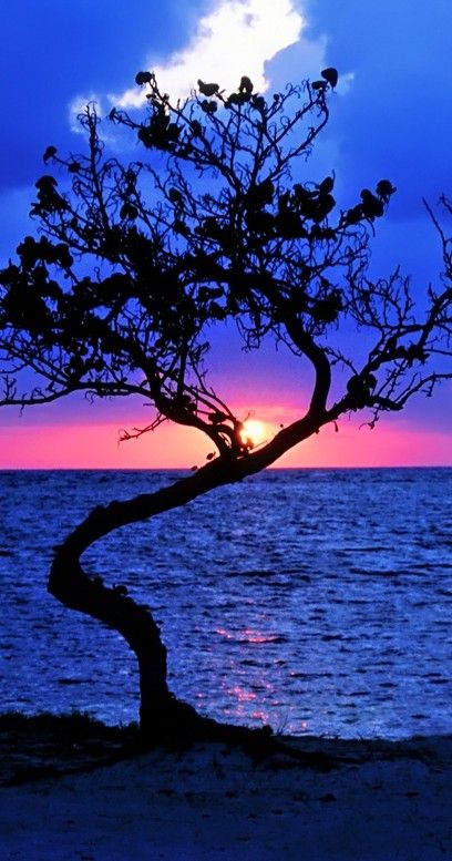 دع عينيك تبتعدان إلى حيث لا يُرى شيء، فهناك يولد الأُفُق.💙