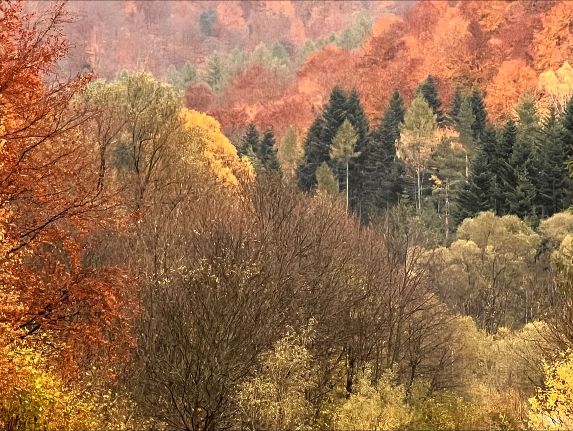 W Bieszczadach kolorowo. Fot. EWS