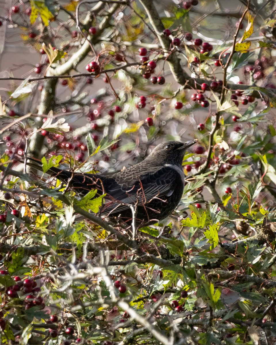 Wild_WithJon's tweet photo. A quick trip to Emsworthy Mire this afternoon, 6 Ring Ouzel and 1 Fieldfare, it's quite unbelievable how fast they are stripping the berries off the tree's. https://t.co/D6J2ze85Jb