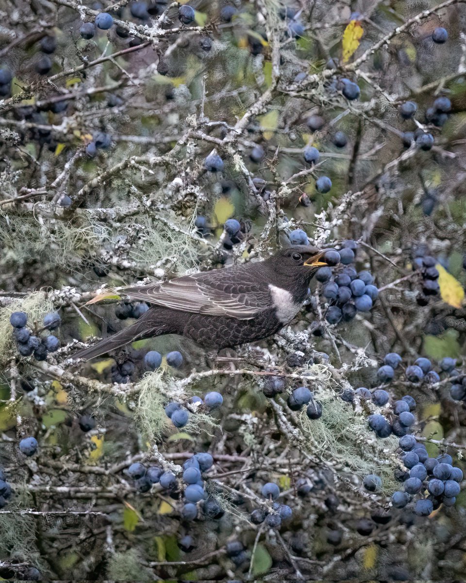 Wild_WithJon's tweet photo. A quick trip to Emsworthy Mire this afternoon, 6 Ring Ouzel and 1 Fieldfare, it's quite unbelievable how fast they are stripping the berries off the tree's. https://t.co/D6J2ze85Jb