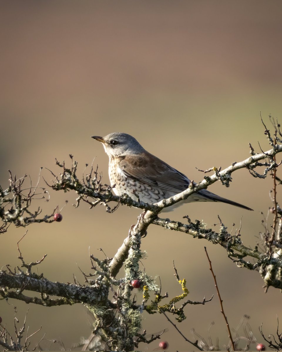 Wild_WithJon's tweet photo. A quick trip to Emsworthy Mire this afternoon, 6 Ring Ouzel and 1 Fieldfare, it's quite unbelievable how fast they are stripping the berries off the tree's. https://t.co/D6J2ze85Jb