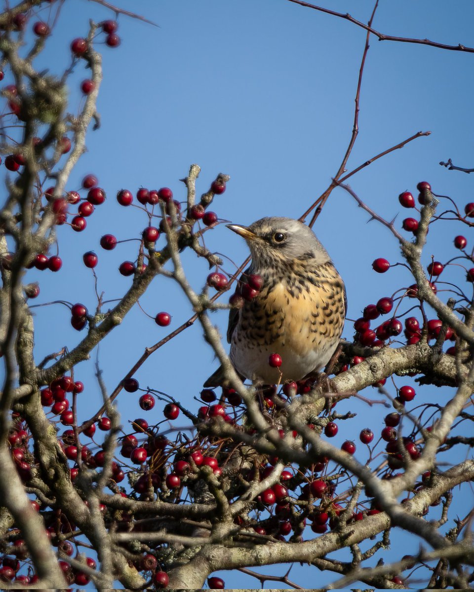 Wild_WithJon's tweet photo. A quick trip to Emsworthy Mire this afternoon, 6 Ring Ouzel and 1 Fieldfare, it's quite unbelievable how fast they are stripping the berries off the tree's. https://t.co/D6J2ze85Jb