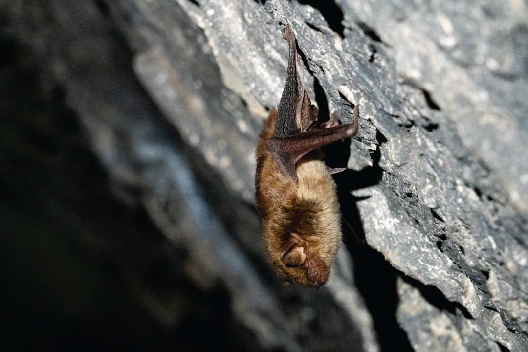 It’s spooky season, the best time to talk about one of our favorite misunderstood creatures – bats! Although not aquatic wildlife, bats play an important ecological role in the Chesapeake Bay. Take a look at this rarely seen animal of the watershed. allianceforthebay.org/2025/10/bats-o…