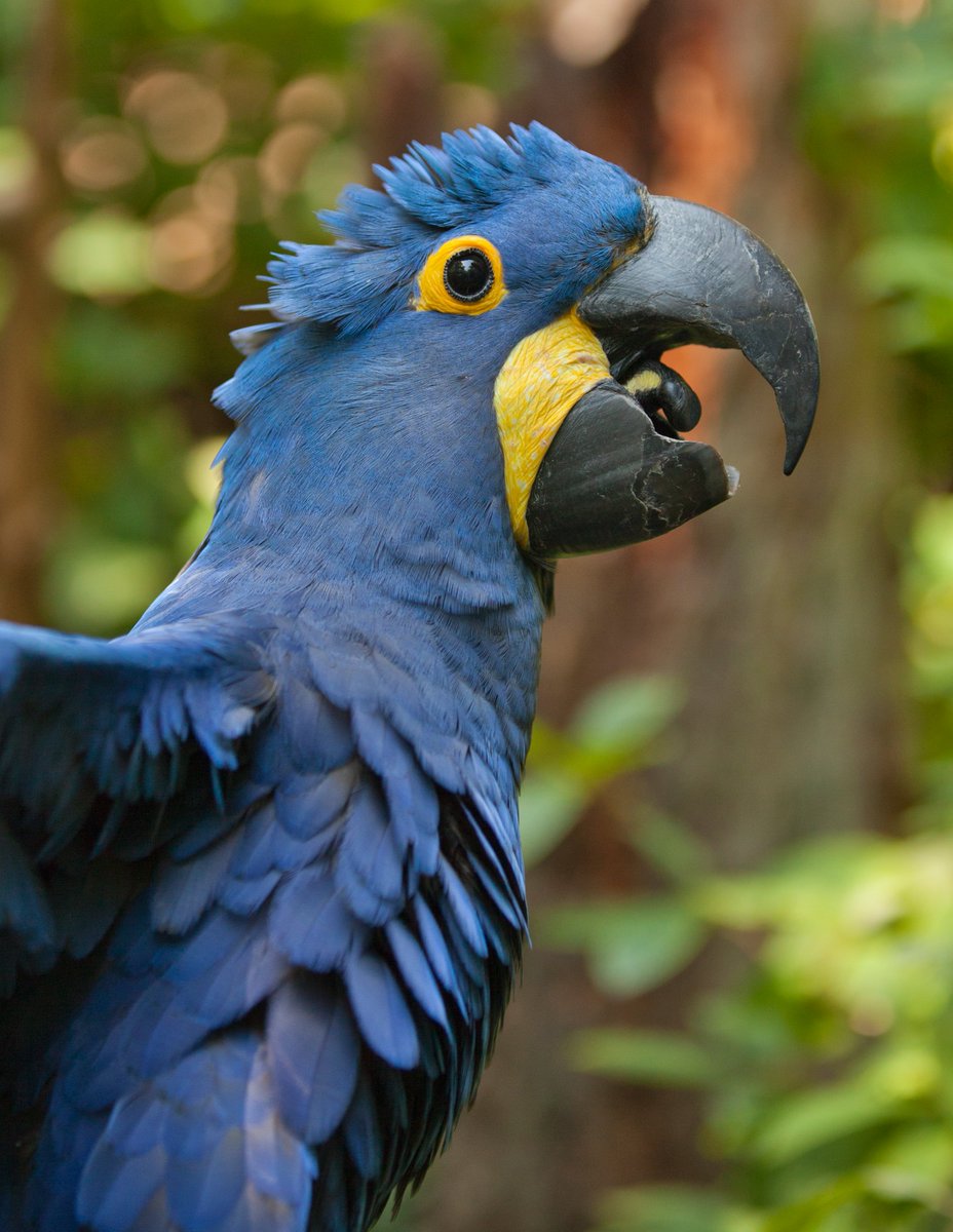 nashzoovet's tweet image. #VeterinaryTerminology

Syrinx - the vocal organ of birds, located just above the lungs. Most other animals have a Larynx for producing sound, which is similar but much higher in the throat.