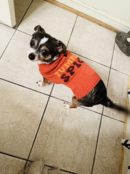 RavenGrillDC's tweet photo. SPECIAL Celebrity patron greeter Sparky 
(bel0w) will fill in This Sun aftn!!!

(with his Hoo-man Miss Nicole tending too)
Stop by and say hello 3-6pm Sun aftn! https://t.co/B77Ado8qHz