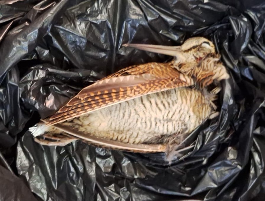 Today, a contact at County Hall sent us this picture of a woodcock dropped by the peregrines. Woodcock are a real favourite of the peregrines and we see remains of them every autumn and winter.