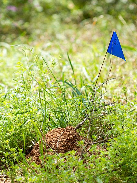 ExtinguishCLS's tweet image. It’s time to think about preventing #fireant infestations before they begin. Read our list of top 5 #tips to learn how to maximize the full potential of Extinguish Professional Fire Ant Bait and Extinguish Plus fire ant bait. bit.ly/3N4jS3B