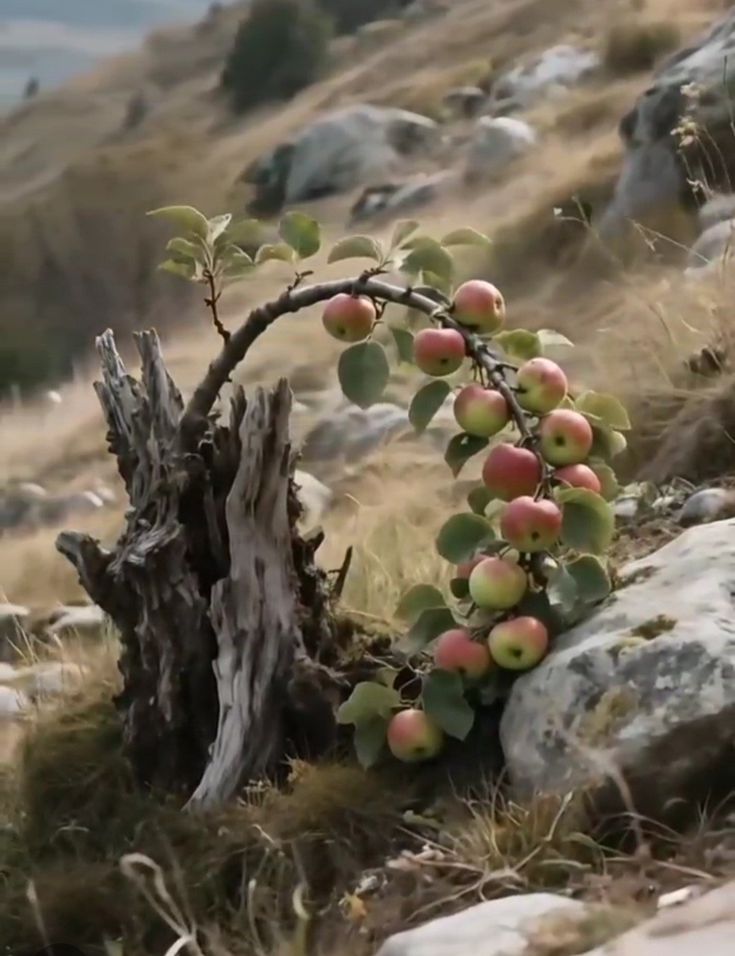 "Ve bil ki Allah her şeyi eninde sonunda hiç ummadığın şekilde düzeltir..."