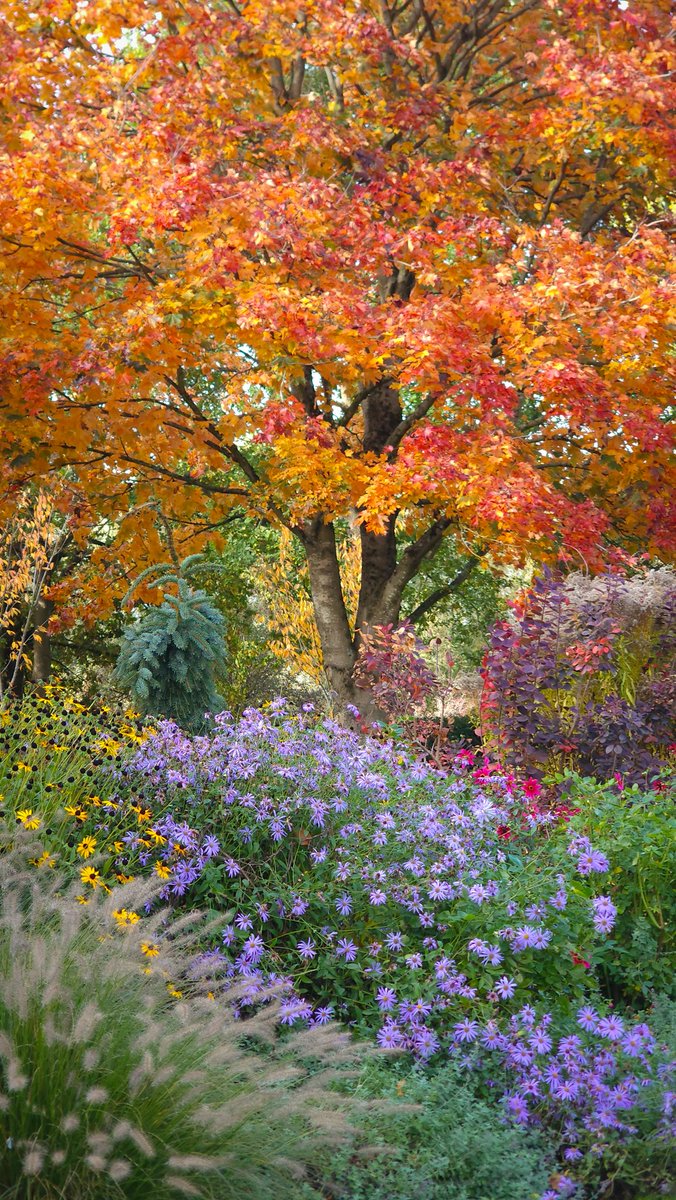 Acer platanoides 'Crimson King' has passed the rich blackberry stage, turning bright orange. 
Also- Aster 'Wunder Von Stäfa'. Rudbeckia fulgida var. deamii. Dahlia 'Hadrian's Summer Wine'. Pennisetum 'Hamein'. 
John's Garden at Ashwood <a href="/JohnsGardenAsh/">John's Garden</a> is open every Saturday.