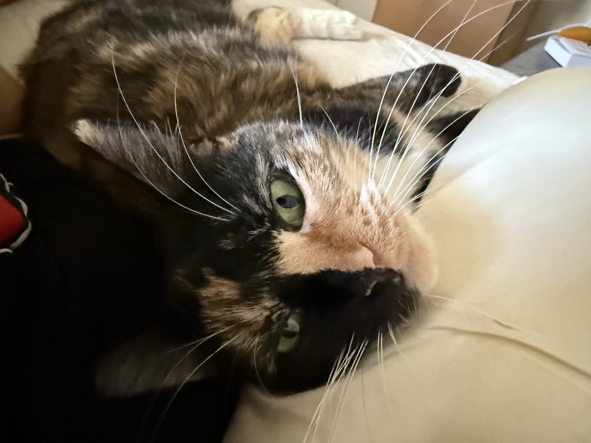 AU$$IE.eth tweet media