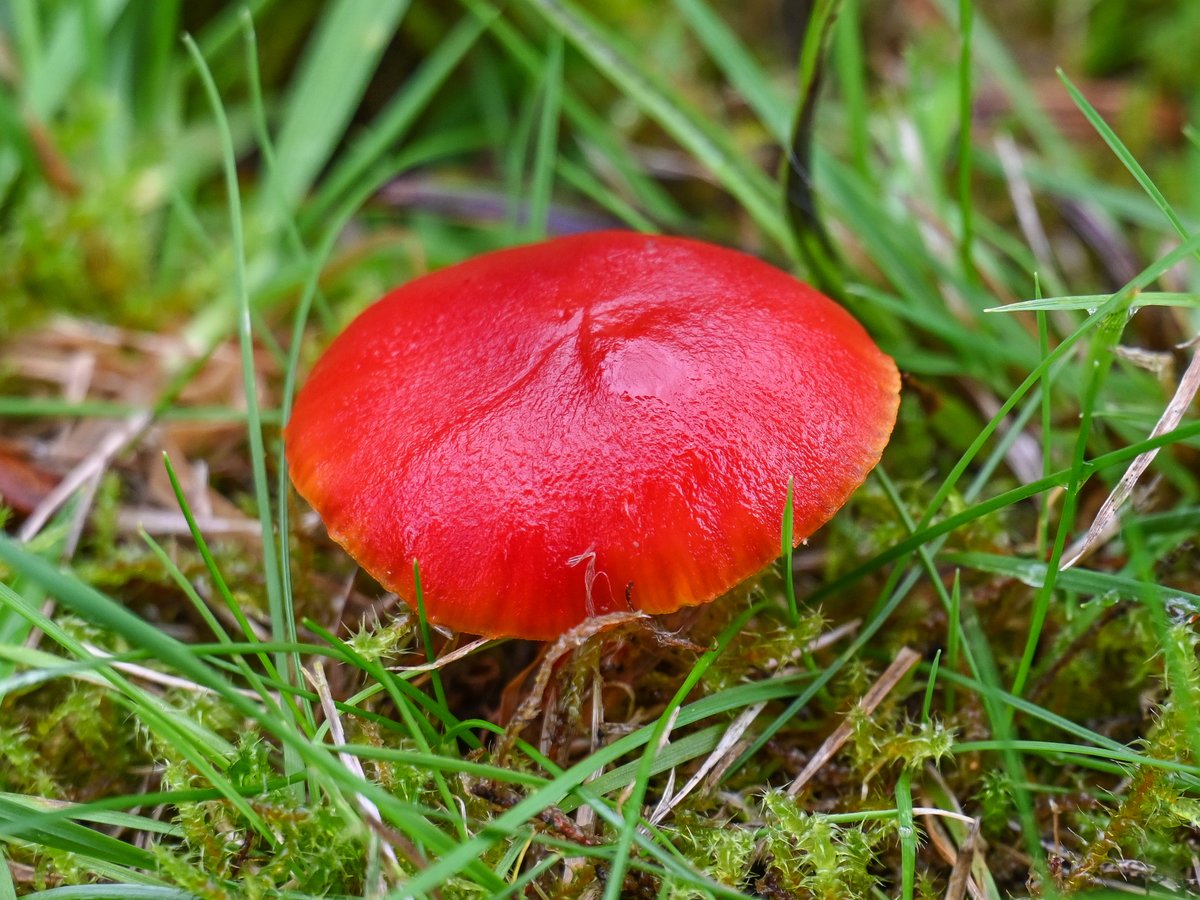 Frank Sengpiel 👨🏼‍🔬🧠🌵🦋🦉🦊🌺 tweet media