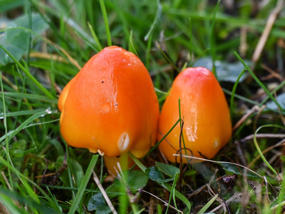 Frank Sengpiel 👨🏼‍🔬🧠🌵🦋🦉🦊🌺 tweet media